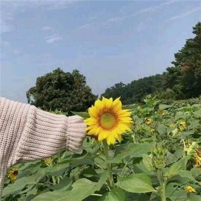 战争之王游戏果盘版下载